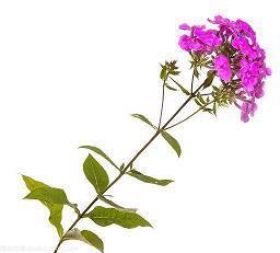 元宵节的祝福语大全简短