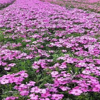 丰子恺名人名言60条