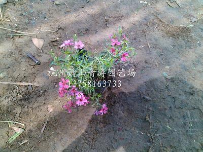 关于朋友的现实句子