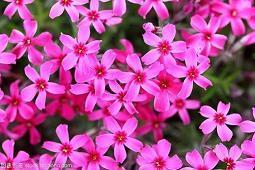 绿萝花的功效与作用_蝴蝶与花的唯美句子