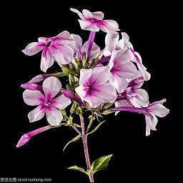 香夜妹妹