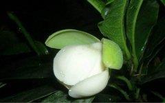 热爱生命的名人名言