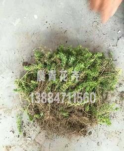 诸葛亮北伐的三大理由