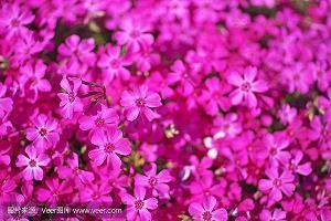 李嘉诚成功语录