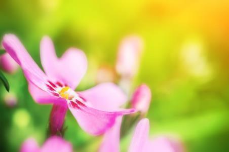 赞美教师节的好词好句 祝福老师的句子唯美简短