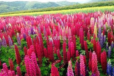 麾旆