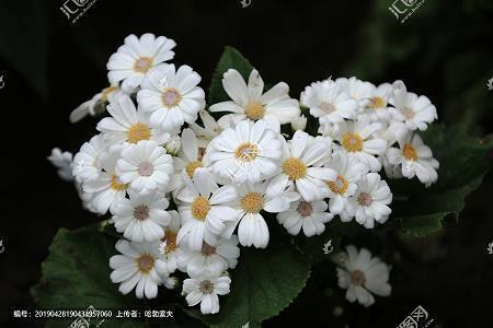 外愚内智
