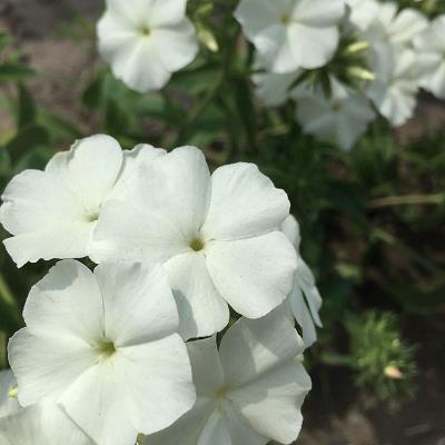 古风闺蜜句子六个字45条