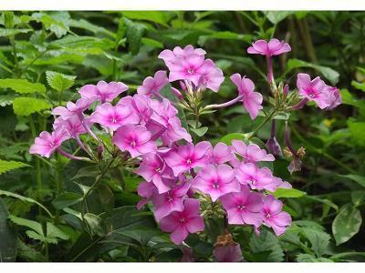 反邪教宣传标语