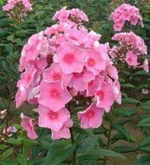 形容古代少女的句子60句