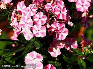 经典诗句大全爱情绝句_绝句爱情诗句5言
