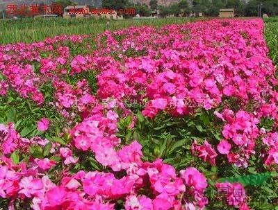 逆光夏花读后感