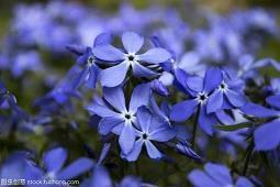 元宵节名言