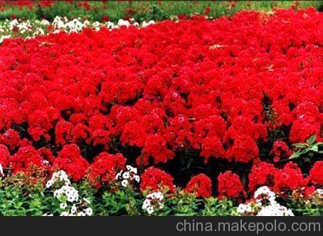 咏梅诗词精选_唯美诗句