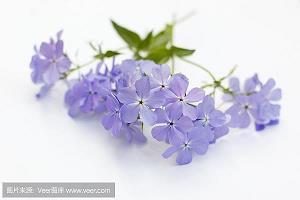 有关情人节的诗句