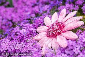 登高节祝福语录 九月九日的早安心语