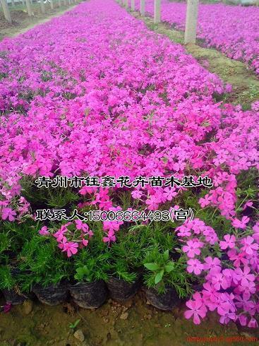 拔苗助长造句大全,用拔苗助长写一句话