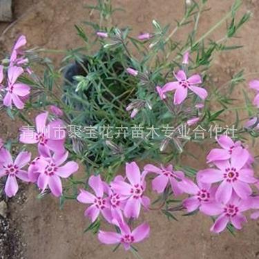 优美的诗意句子摘抄简短 简短优美句子摘抄大全