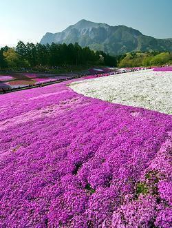 花开荼蘼、落尽一地繁华_绝句尽日古诗