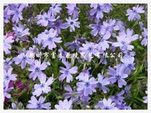 描写春天的好句子