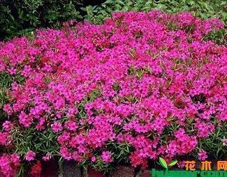 描写植树的句子