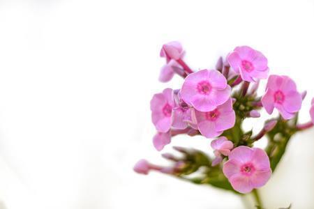 抖音里放烟花的说说