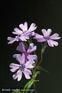 分虎