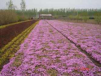 给同学快乐春节祝福语