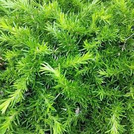 柔情蜜语的情话_爱情甜蜜语短句