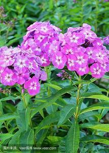 2021受欢迎的春节祝福语