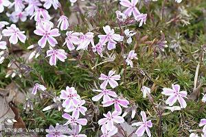 芦衣