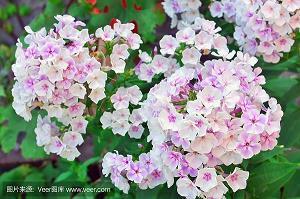 春天赏花踏青唯美句子合集_春天赏花的心情说说(精选16句)