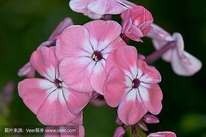 《麦田里的守望者》读书笔记三篇