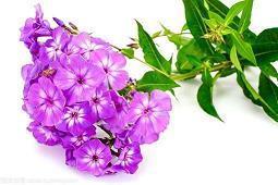 繁星点点优美短句子40句